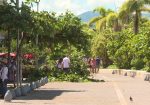 Turistas caminando por centro de Vallarta pese a árboles caidos