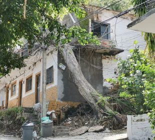 Árbol a punto de caer