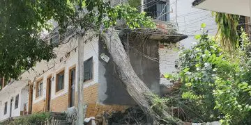 Árbol a punto de caer