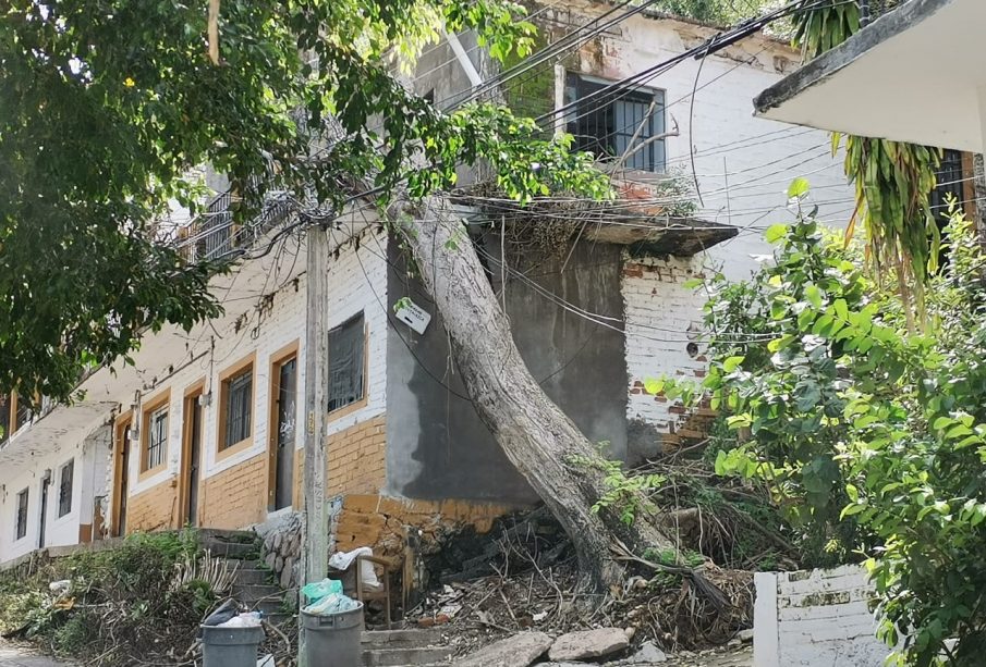 Árbol a punto de caer