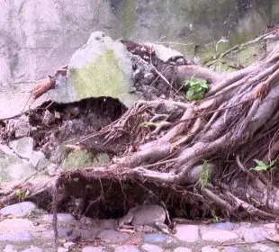 Árbol caído