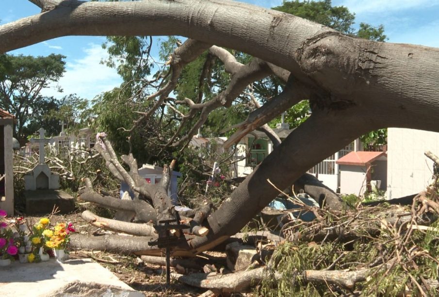 Árbol caído sobre la calle