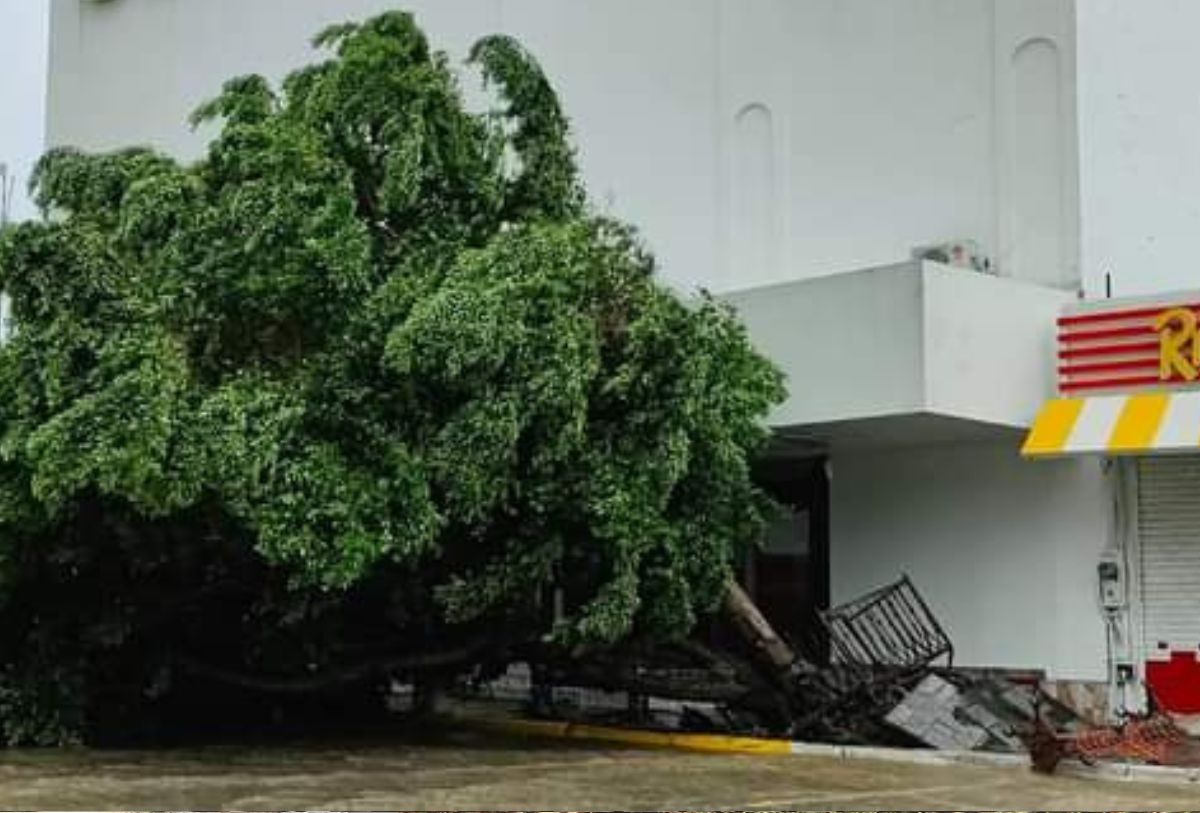 Árbol caído a mitad de la calle y el concreto levantado