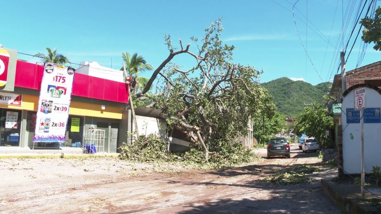 árbol derribado por Lidia