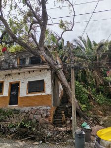 Árbol recargado en un balcón