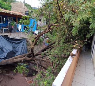 Árbol sobre una casa en la colonia El Caloso