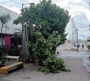 Árboles caídos en Vallarta.