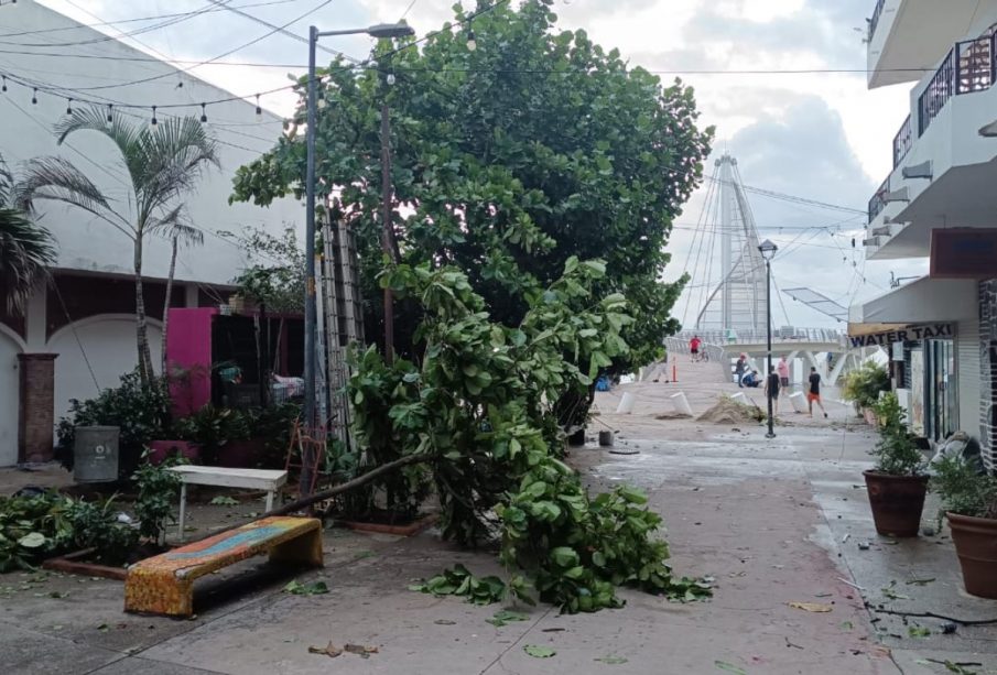 Árboles caídos en Vallarta.