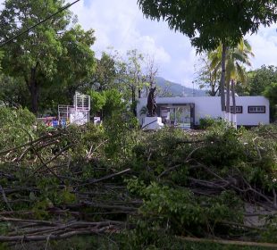 árboles caidos tras huracán Lidia
