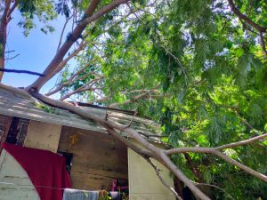 Árbol dañado sobre derrumbe