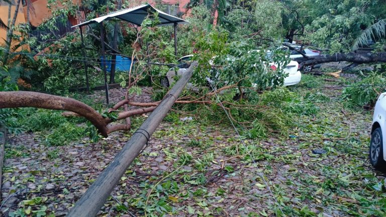 árboles y postes caídos traen de vuelta el espíritu de Vallarta