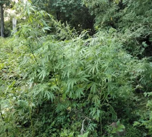 Plantio de marihuana