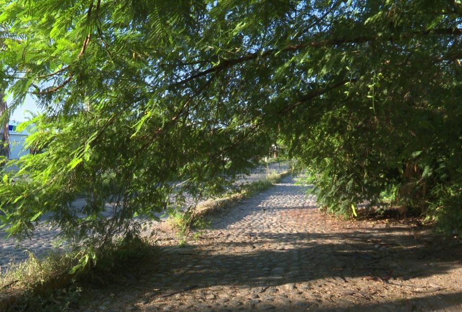 Vialidad obstaculizada por rama de árbol