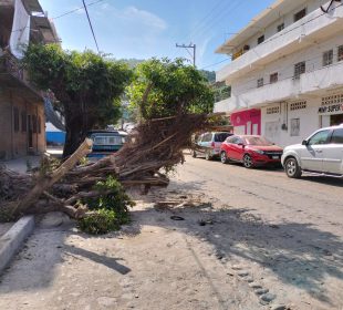 Calle obstaculizada por árbol derrivado