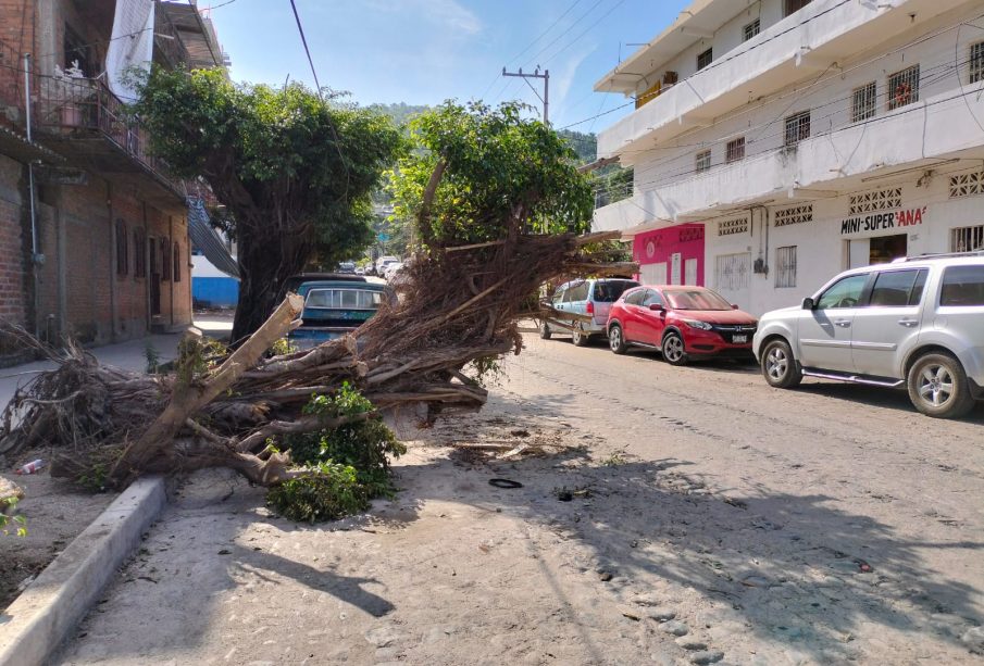 Calle obstaculizada por árbol derrivado