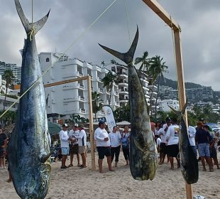 Dorados pescados en torneo