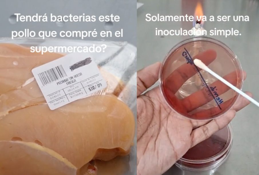 Cultivo de bacterias