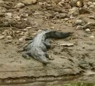 Presencia de un cocodrilo, genera bandera morada