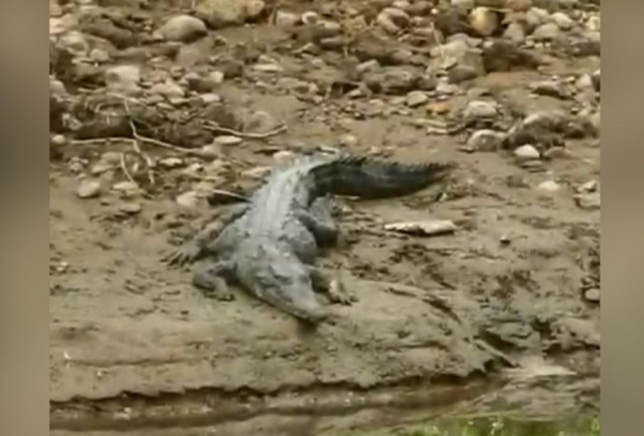 Presencia de un cocodrilo, genera bandera morada