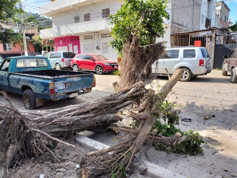 árbol derribado por huracán Lidia