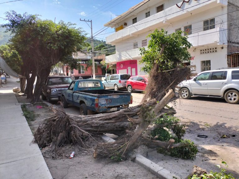 árbol partido por tormenta