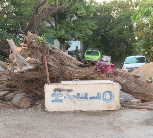 Árboles tirados en el Coapinole