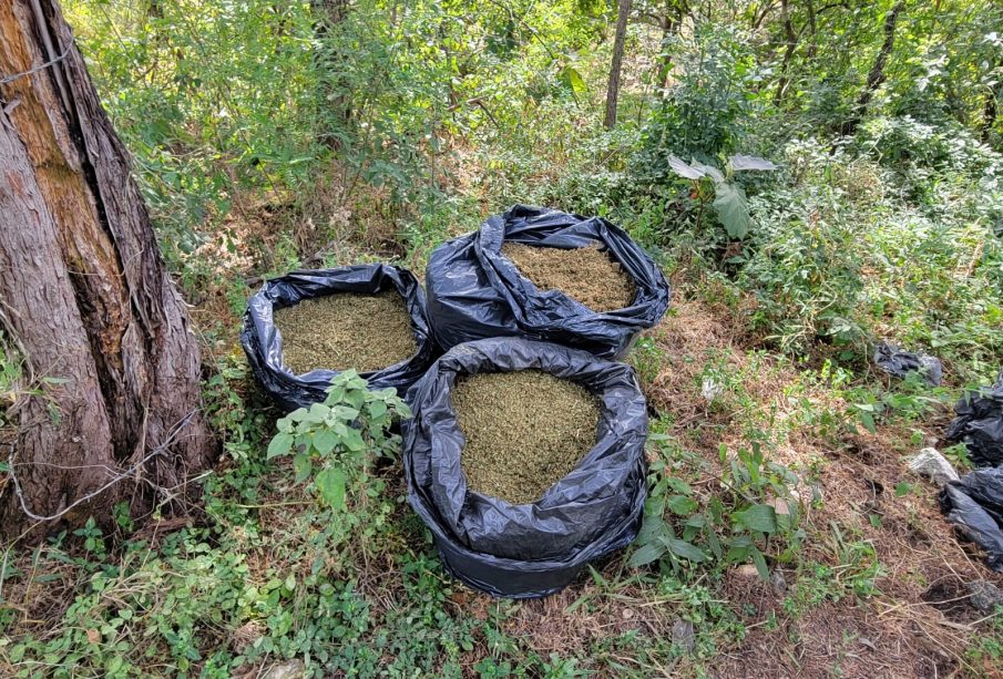 Bolsas con marihuana