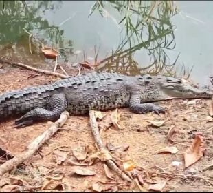 Cocodrilo en el río Cuale.