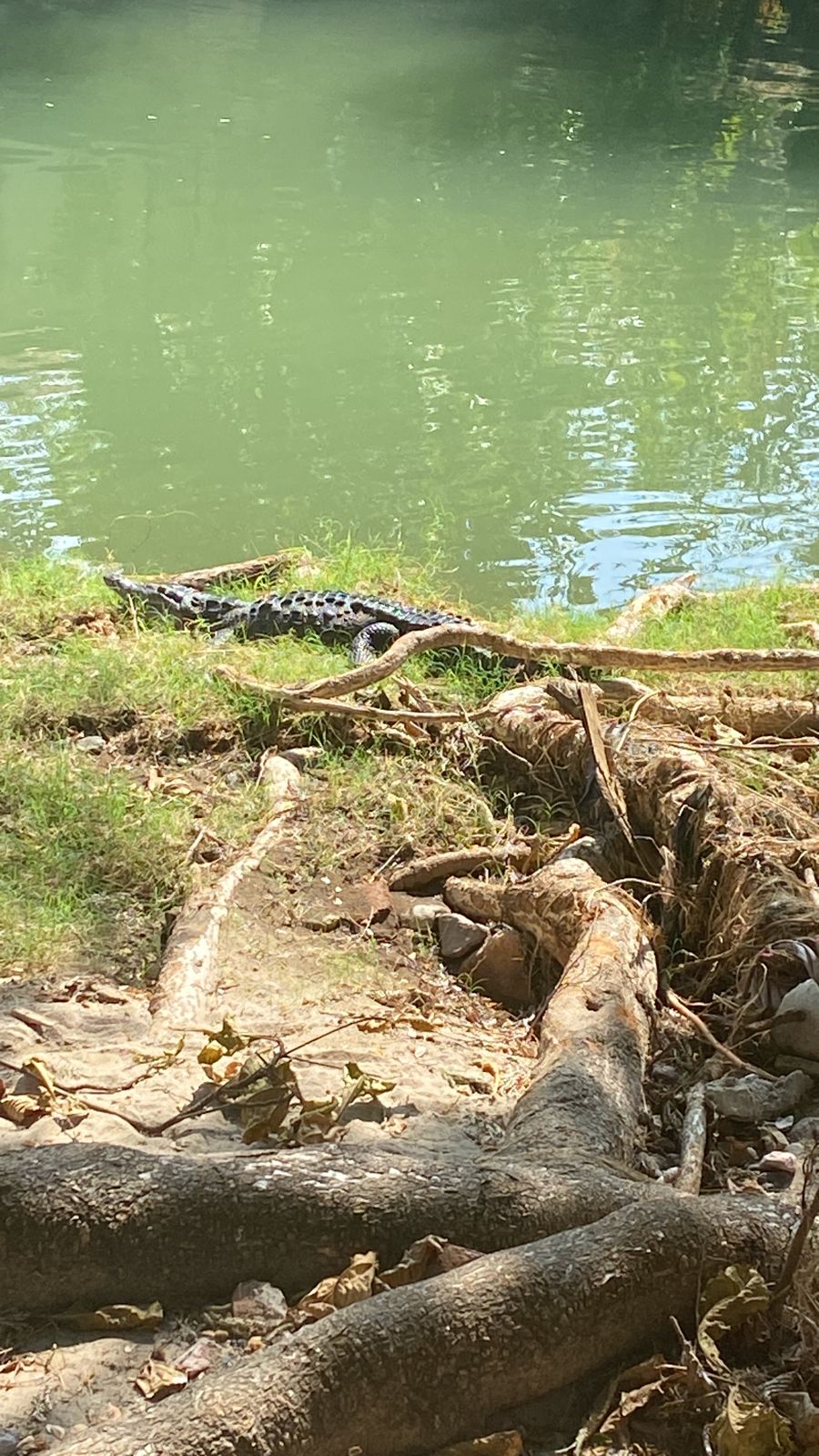 Cocodrilo en el río Cuale.