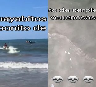 Supuestas serpientes venenosas en Guayabitos.