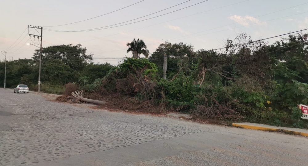 palmera obstruye banqueta