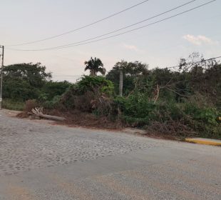 palmera obstruye banqueta