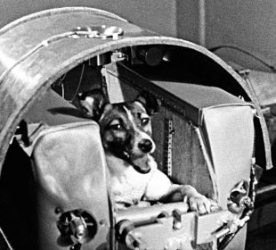 Laika, la perrita astronauta