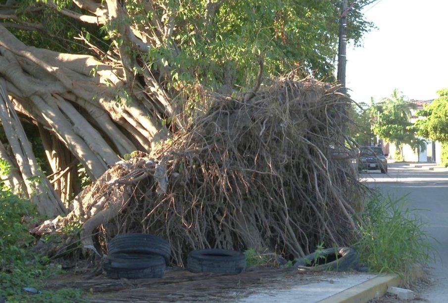 Árbol caído en colonia Infonavit