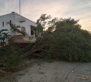 Antiguas instalaciones de PC con árbol derribado