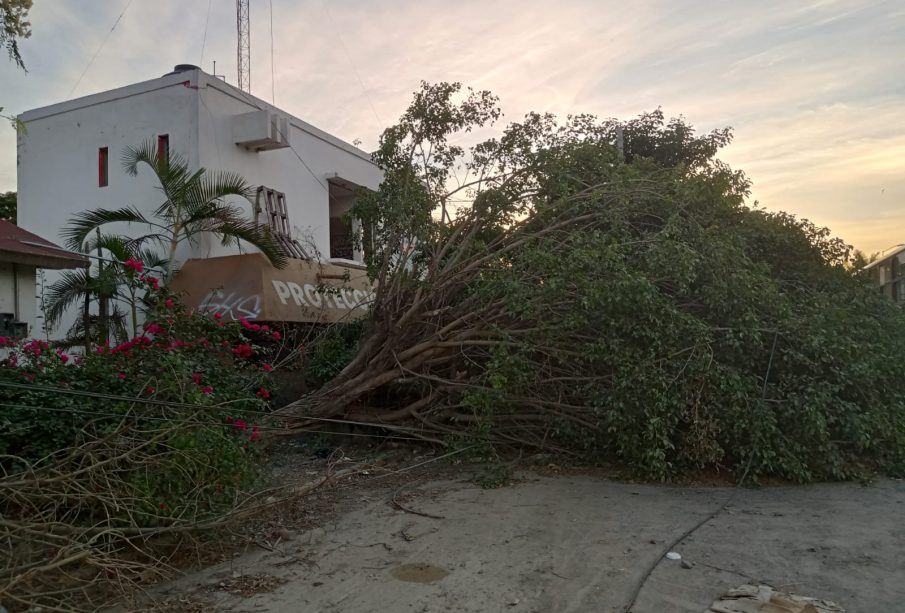 Antiguas instalaciones de PC con árbol derribado