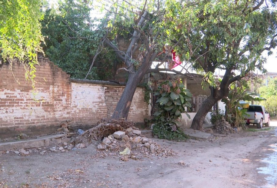 Árbol a medio caer en Coapinole