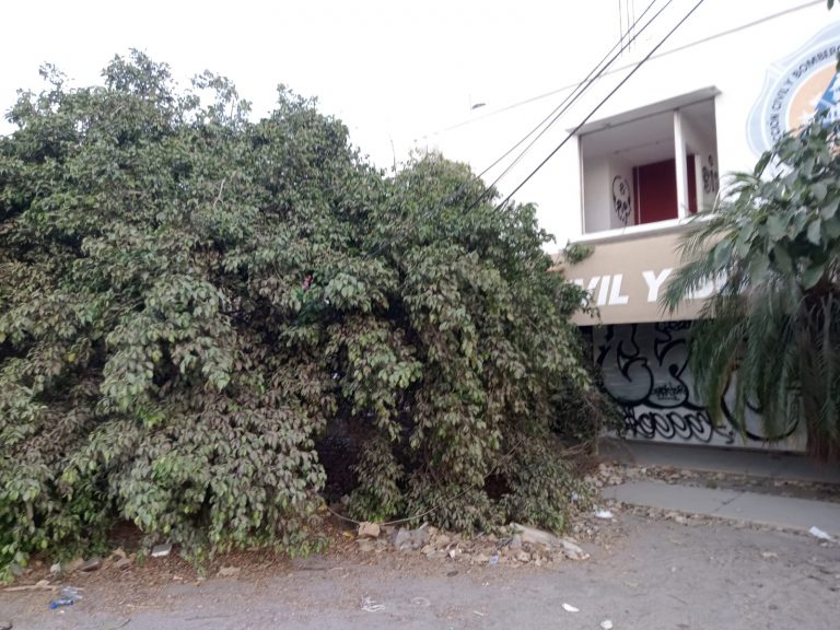 Árbol derribado frente antiguas oficinas de PC