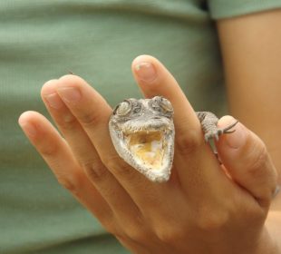 Elementos de Protección Civil Estatal, capacitaron a personal de hotel en manejo de fauna silvestre de la región de Bahía de Banderas, Nayarit.