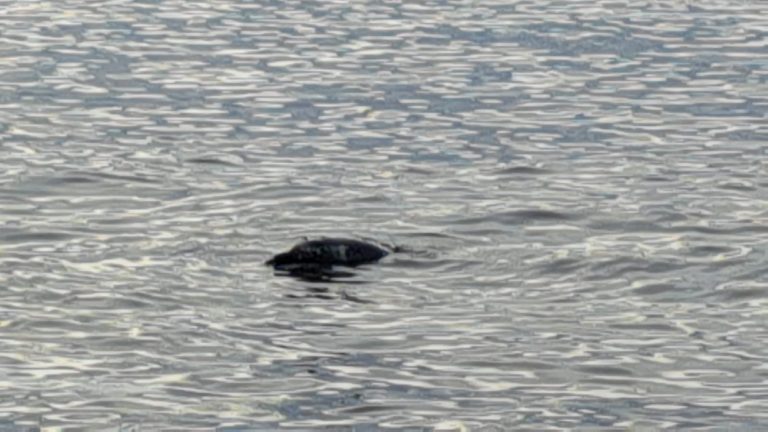 Delfín muerto flotanto en mar