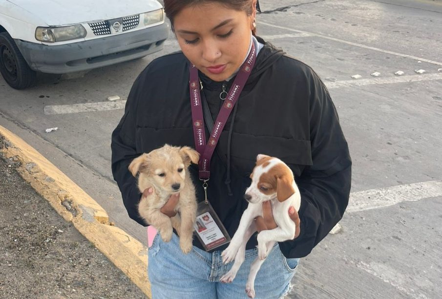 La presente semana han sido decomisados diez cachorros en Tijuana