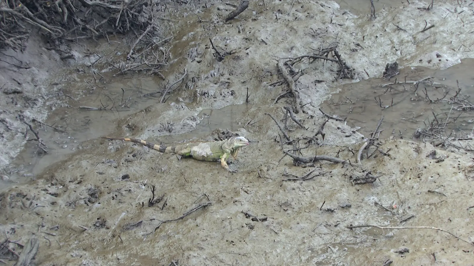 Iguana en el lodo del mangle en Nuevo Vallarta