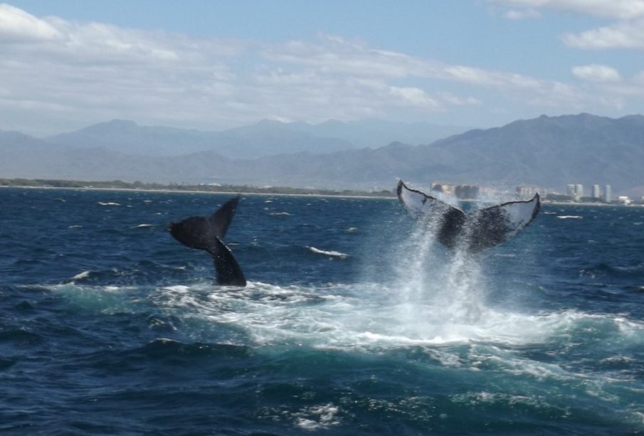 Entre diciembre y marzo se da la temporada de avistamiento de ballenas en Puerto Vallarta