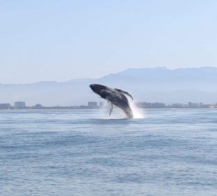 Este próximo viernes inicia la temporada de observación de ballenas en Jalisco y Nayarit