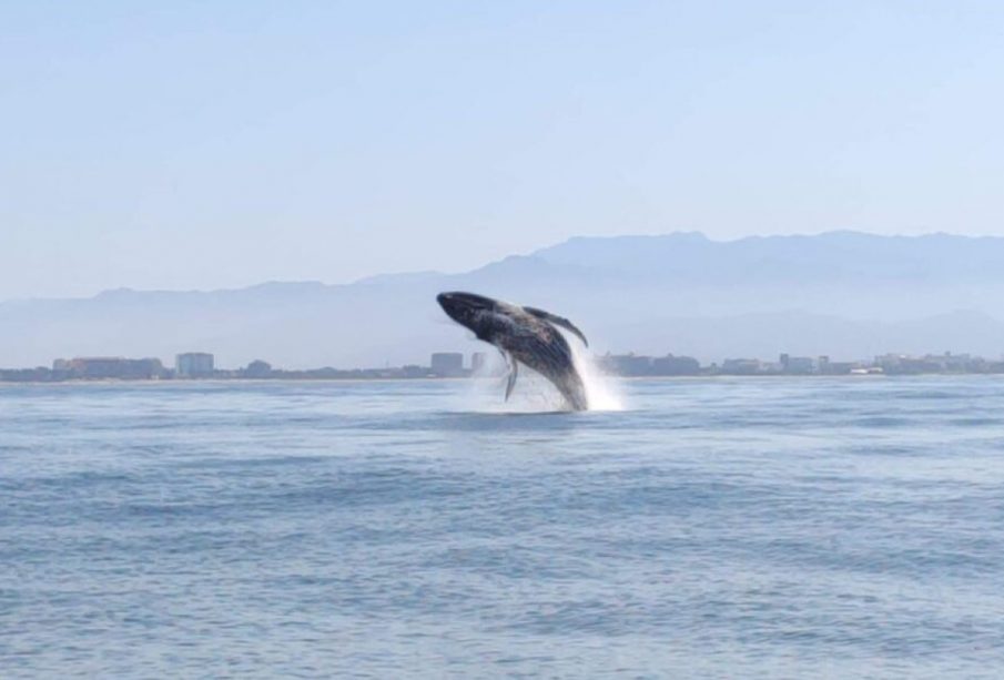 Este próximo viernes inicia la temporada de observación de ballenas en Jalisco y Nayarit