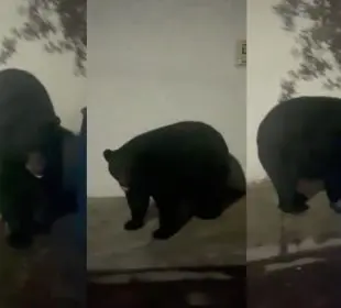Oso en Monterrey