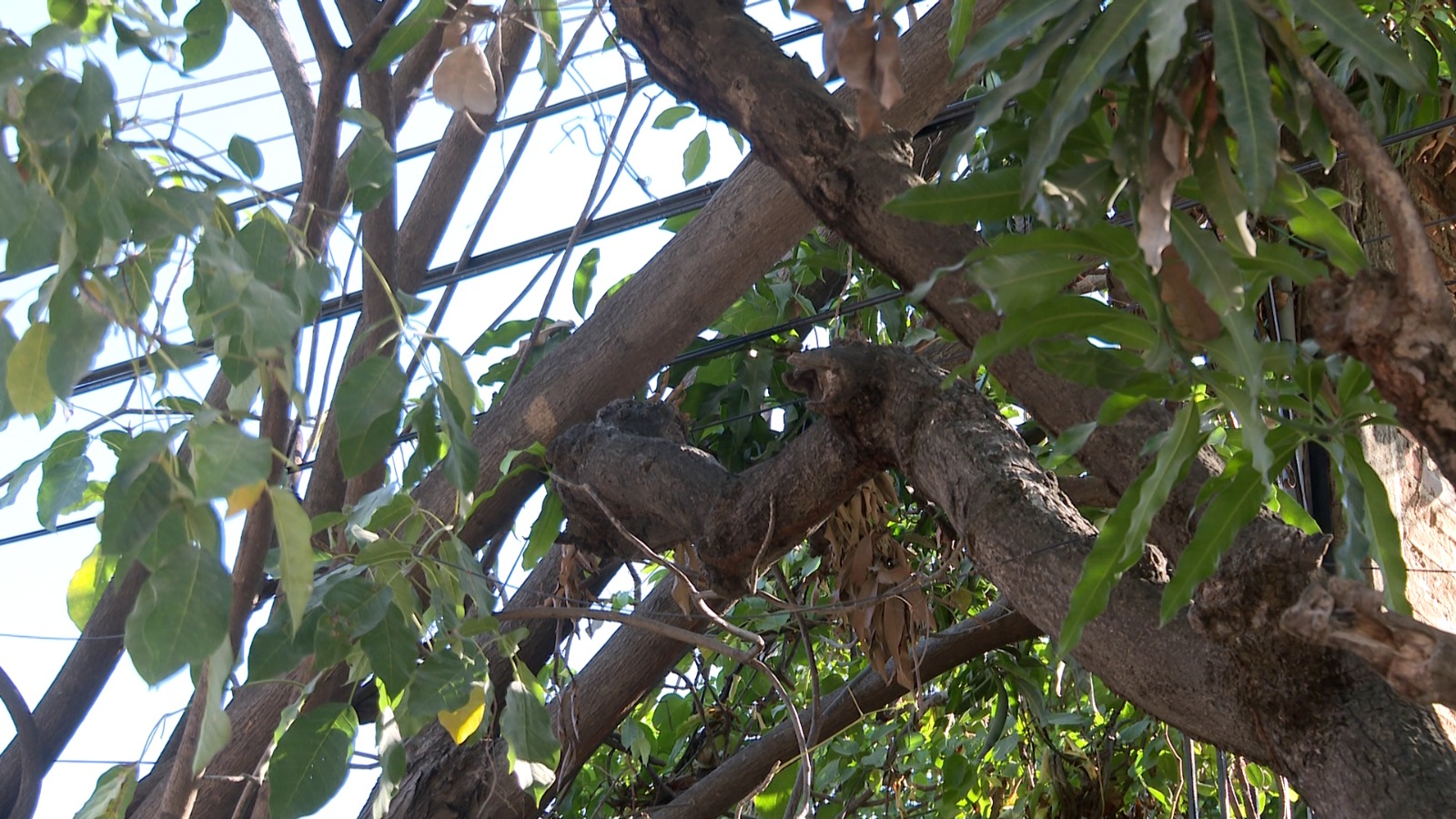 Ramas de árbol entre cables