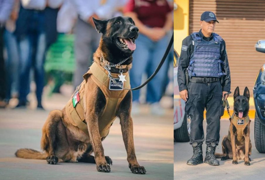 Robin, pastor belga policía