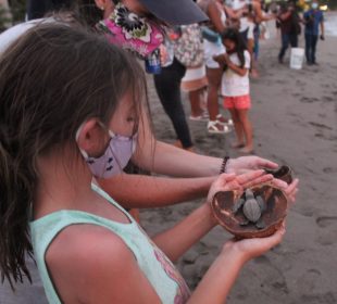 La temporada de liberación de tortugas se prolonga de julio a diciembre