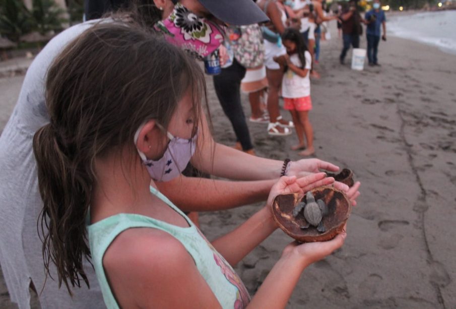 La temporada de liberación de tortugas se prolonga de julio a diciembre